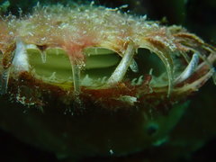 Pinctada imbricata