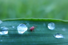 Erythraeoidea