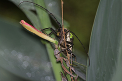 Batocera lineolata