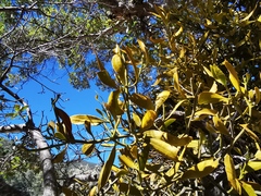 Phoradendron lanceolatum