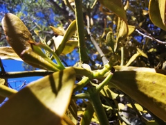 Phoradendron lanceolatum