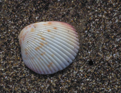 Dallocardia senticosa