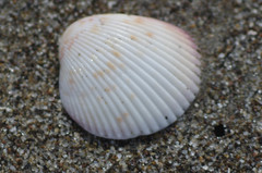 Dallocardia senticosa