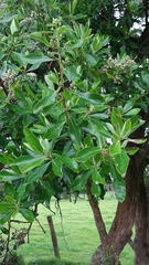 Escallonia discolor