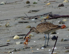 Ocypode gaudichaudii