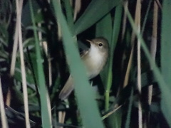 Acrocephalus palustris