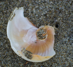 Hypterita helicoides