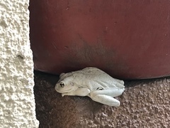 Osteopilus septentrionalis