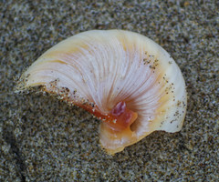 Hypterita helicoides