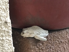 Osteopilus septentrionalis