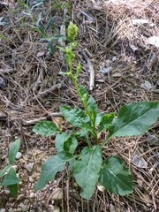 Solidago virgaurea taurica