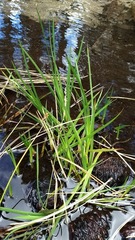 Juncus macrandrus