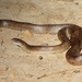 Lampropeltis rhombomaculata - Photo (c) Ty Smith,  זכויות יוצרים חלקיות (CC BY-NC), uploaded by Ty Smith