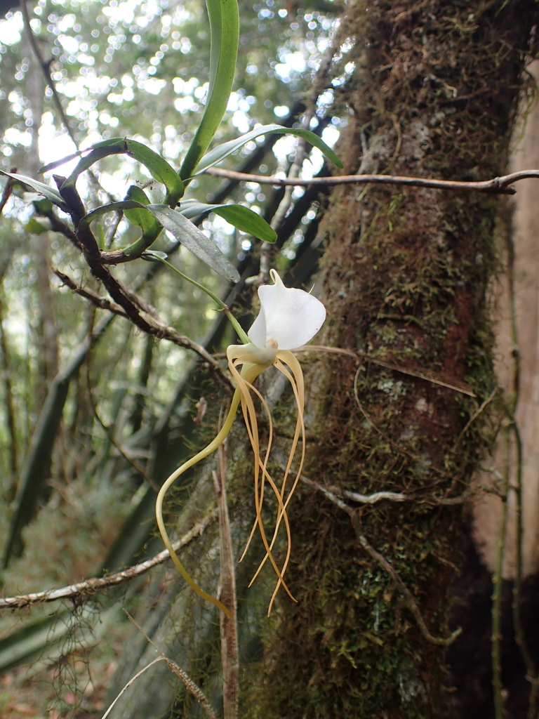 Angraecum conchoglossum