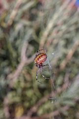 Neoscona oaxacensis