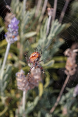 Neoscona oaxacensis