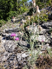 Centaurea sterilis