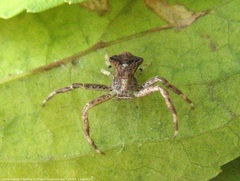 Uraarachne cornuta