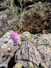 Centaurea sterilis