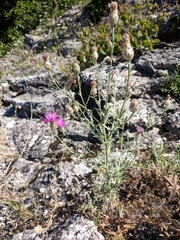 Centaurea sterilis