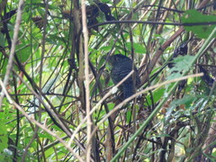 Cymbilaimus lineatus