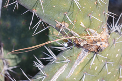 Pseudosermyle