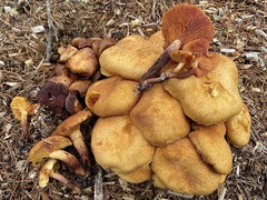 Gymnopilus dilepis