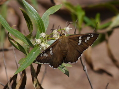 Apyrrothrix araxes