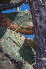 Pseudosermyle