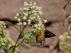 Apyrrothrix araxes
