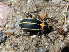 Eudiagogus episcopalis