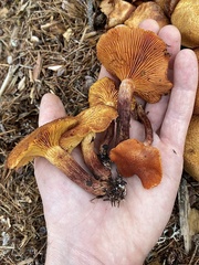 Gymnopilus dilepis
