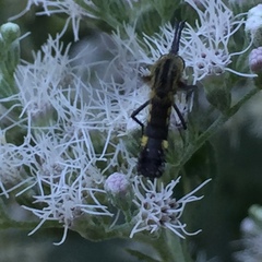 Lepidophora lepidocera