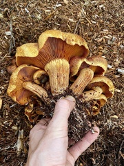 Gymnopilus dilepis