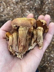 Gymnopilus dilepis