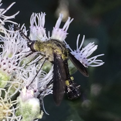 Lepidophora lepidocera