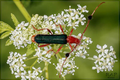 Paromoeocerus barbicornis photo 3