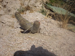 Mammillaria phitauiana