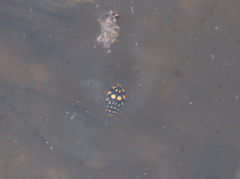 Thermonectus marmoratus