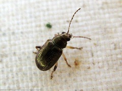 Percolaspis maculipes