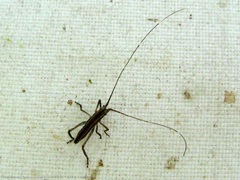 Dasyscelus normalis