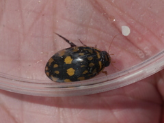 Thermonectus marmoratus