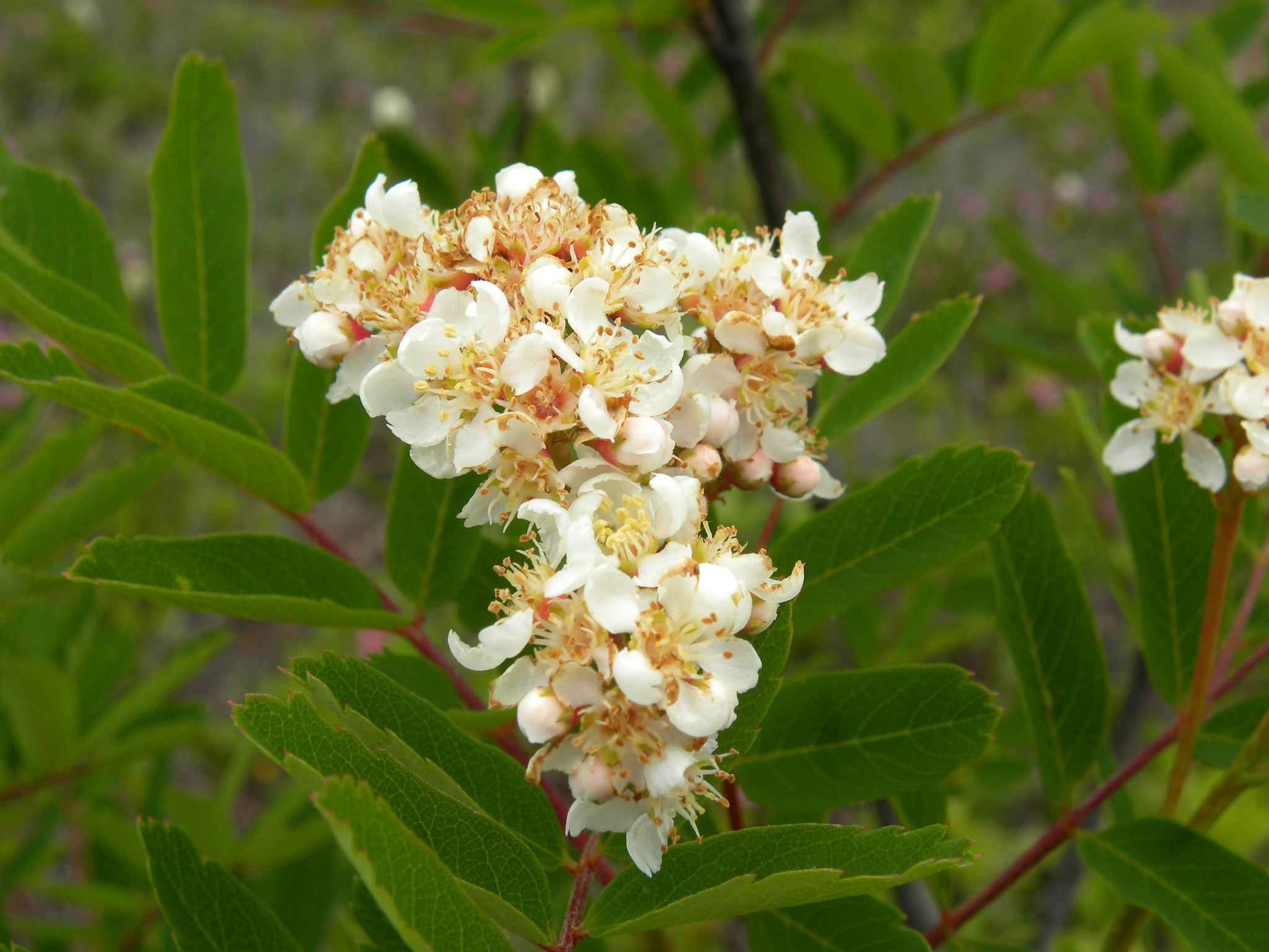 Sorbus sitchensis
