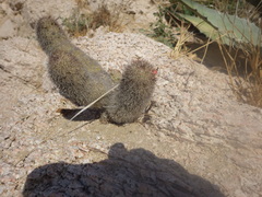 Mammillaria phitauiana