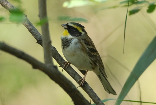 Yellow-throated Bunting