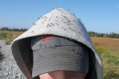 Ochlerotatus