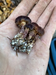 Gymnopilus dilepis