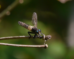 Promachus painteri