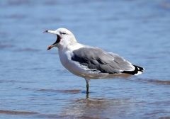 Larus crassirostris