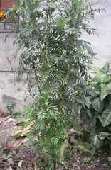Magnoliopsida